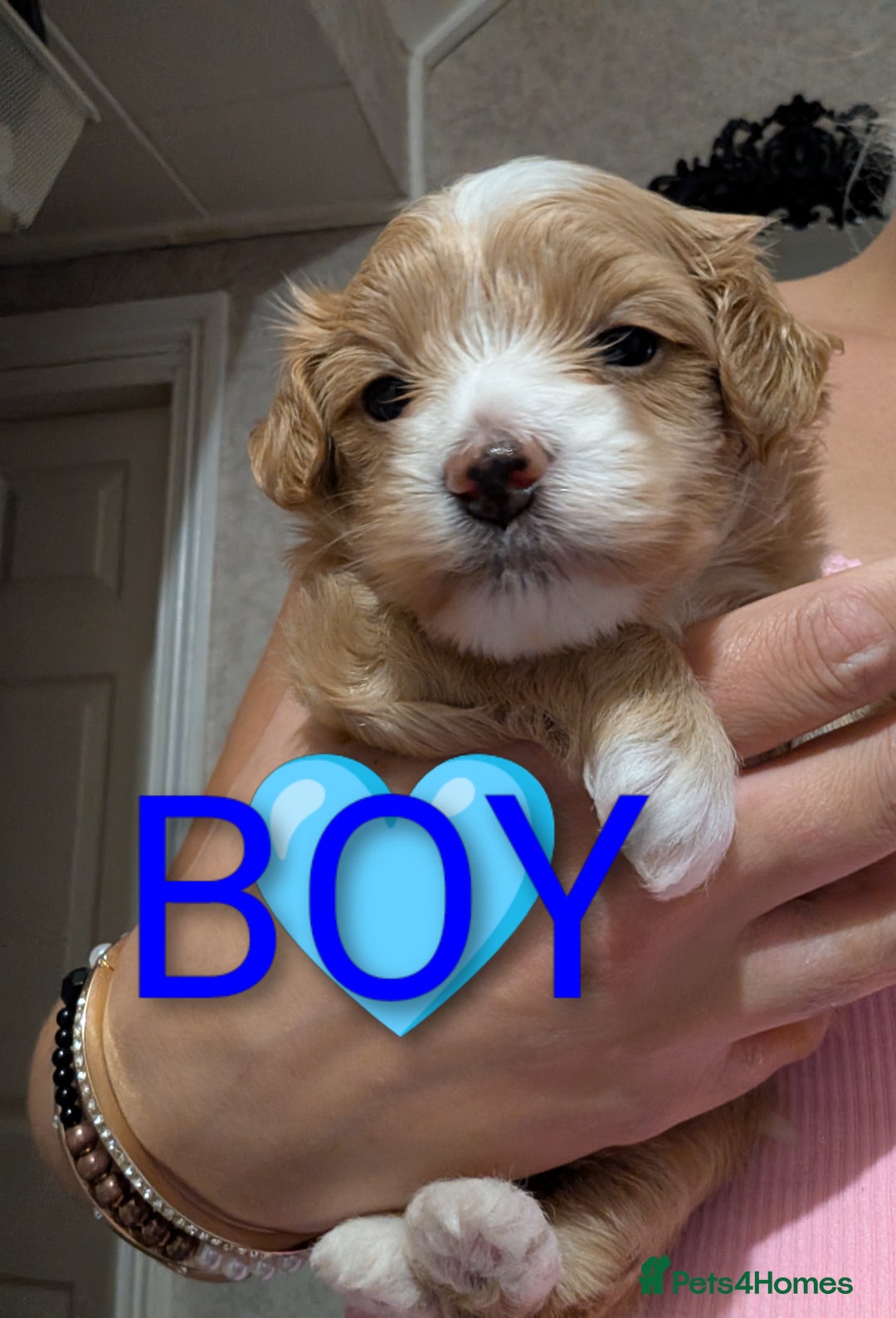 Maltipoo dogs for sale: F1 MALTIPOO BOY🩵🐶 - Image 2