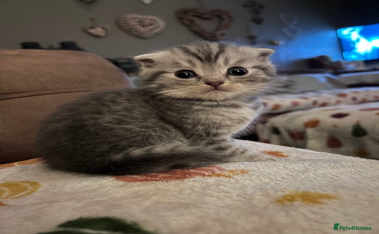 Scottish Fold cats - Advert 15