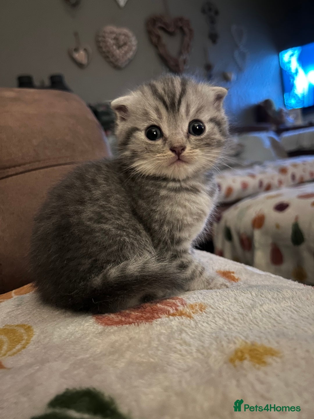 Scottish Fold cats for sale: 2 Gorgeous grey folded boys - Image 1