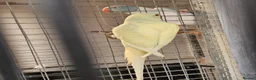 Mixed Breed birds for sale: Alexandraine  - Advert 6