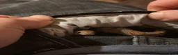 Corn Snake reptiles for sale: Lovely Corn Snake  - Advert 8