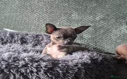 Chihuahua dogs for sale: ❤️Amazing Chihuahua Puppies - Image 5