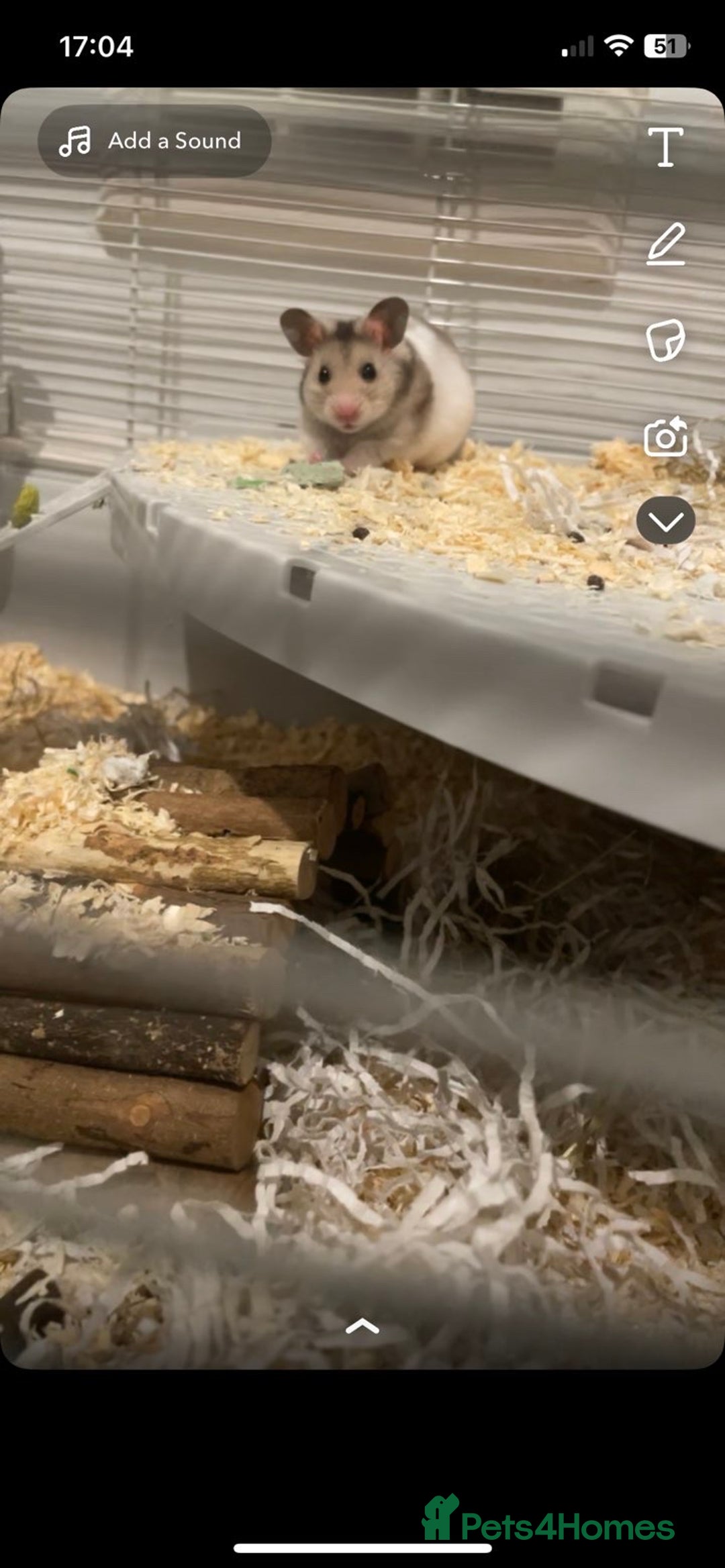 Hamster rodents for sale: Male hamster Oreo  - Advert 1