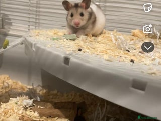 Hamster rodents Male hamster Oreo - Advert 1