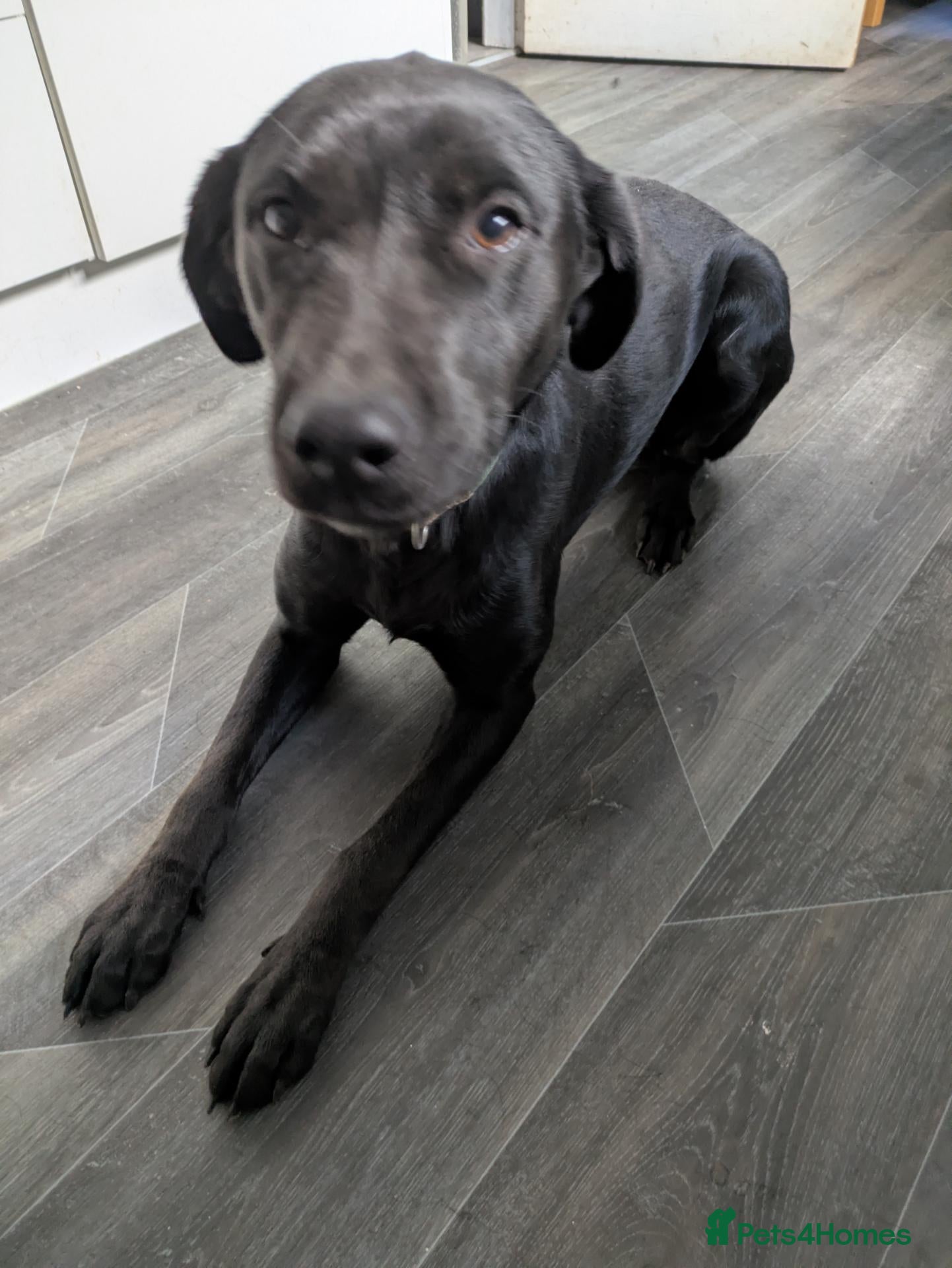 Labrador Retriever dogs 2yo intact female  - Advert 5