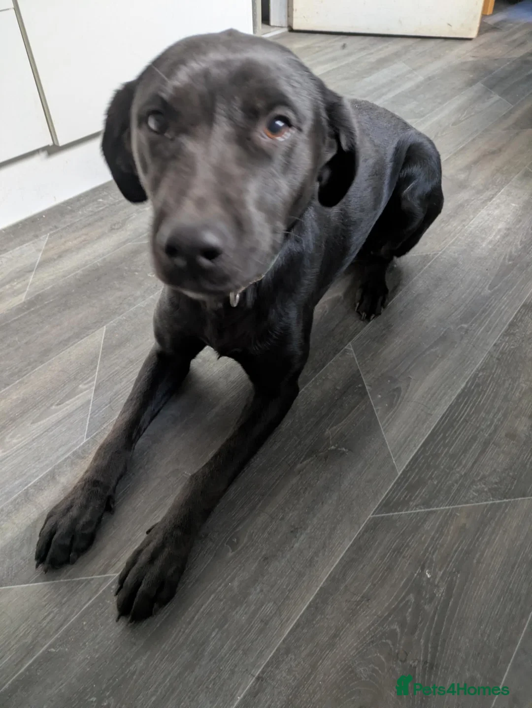 Labrador Retriever dogs for sale: 2yo intact female  in Carlisle - Advert 1
