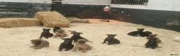 Mixed Breed dogs for sale: Dutch herder/bull herder - Advert 7