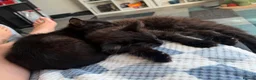 Ragdoll cats for sale: 2 Brothers looking for together home in Sheerness - Advert 1