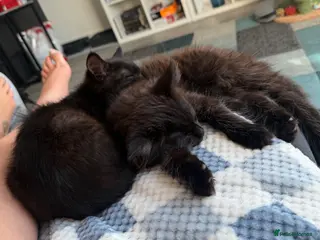 Ragdoll cats 2 Brothers looking for together home - Advert 3