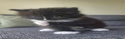 Mixed Breed cats for sale: Adorable long haired girls looking for 5* homes - Advert 11