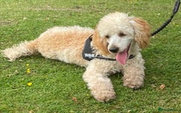Miniature Poodle dogs for stud: HEALTH TESTED Kc Registered Miniature Poodle STUD in Doncaster - Image 14