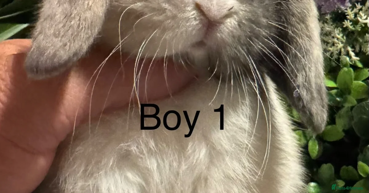 Excellent Rabbit Rabbits for Sale for sale | Pets4Homes