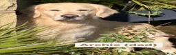 Golden Retriever dogs for sale: Exceptional Golden retriever litter - Advert 4
