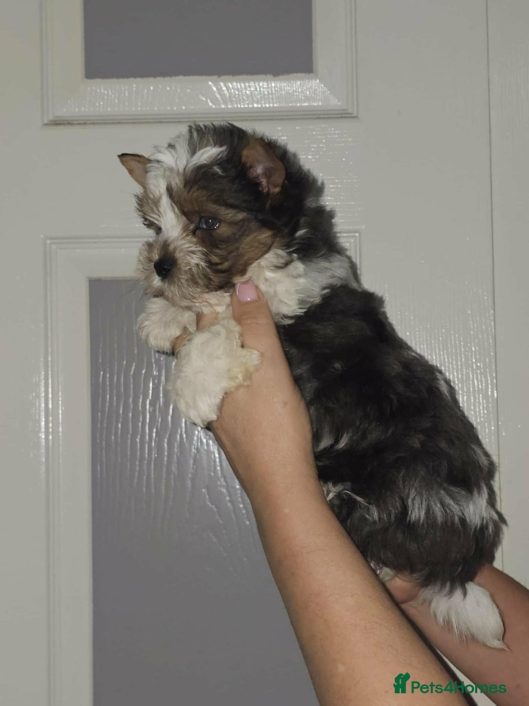 Yorkshire Terrier dogs for sale: 4 Adorable Yorkshire terrier pups  - Advert 11