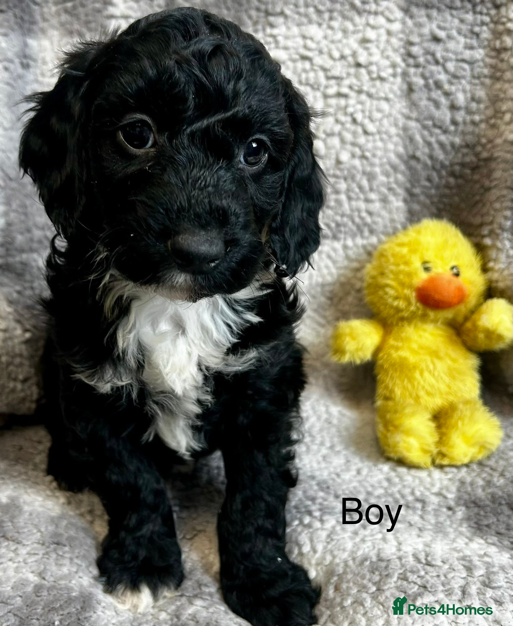Cockapoo dogs Stunning Cockerpoo puppies 4 loving homes  - Advert 2
