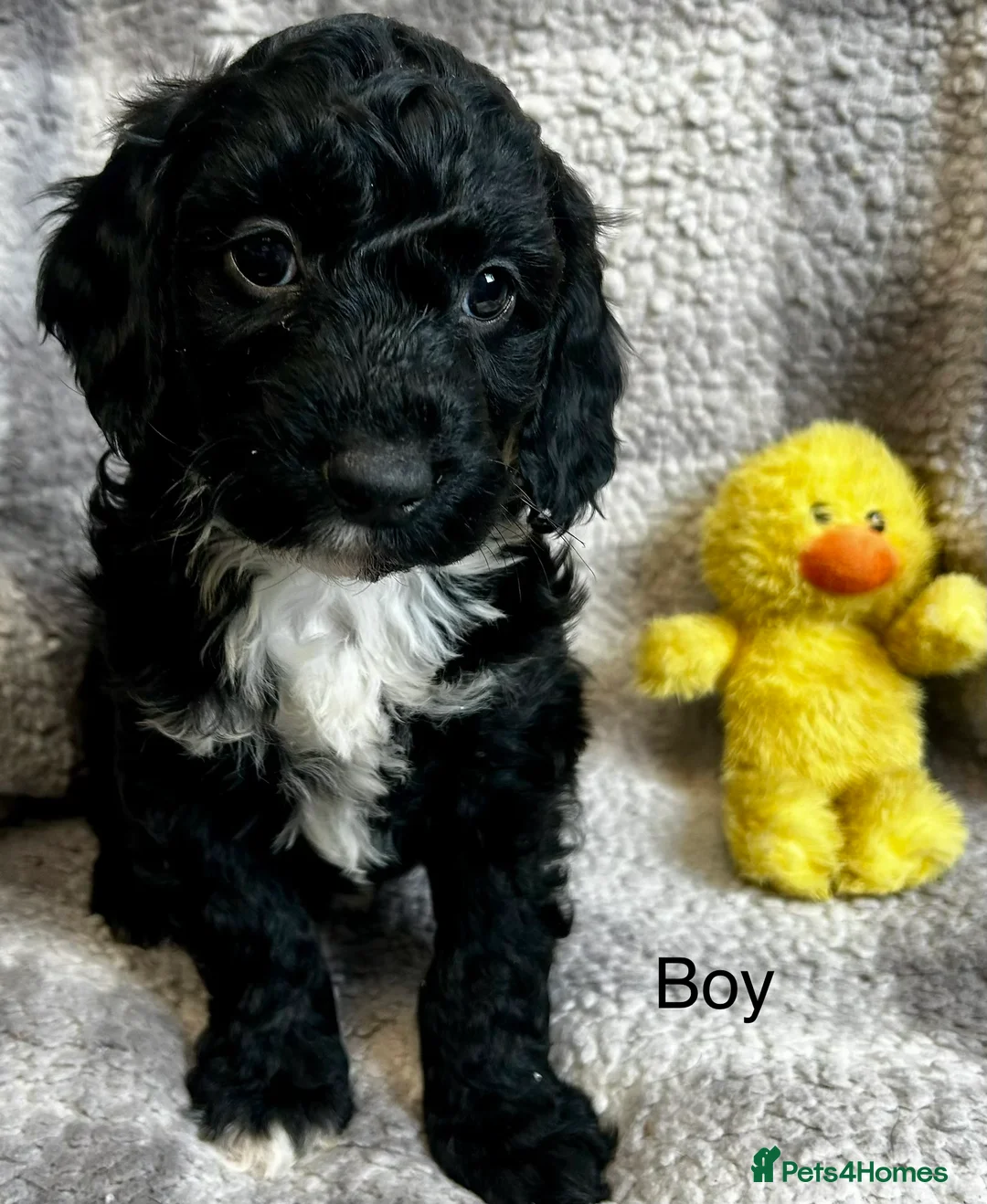 Cockapoo dogs for sale: Stunning Cockerpoo puppies 4 loving homes  - Advert 2
