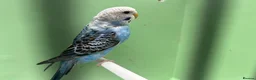 Budgerigars birds for sale: Budgies for Sale  - Advert 2