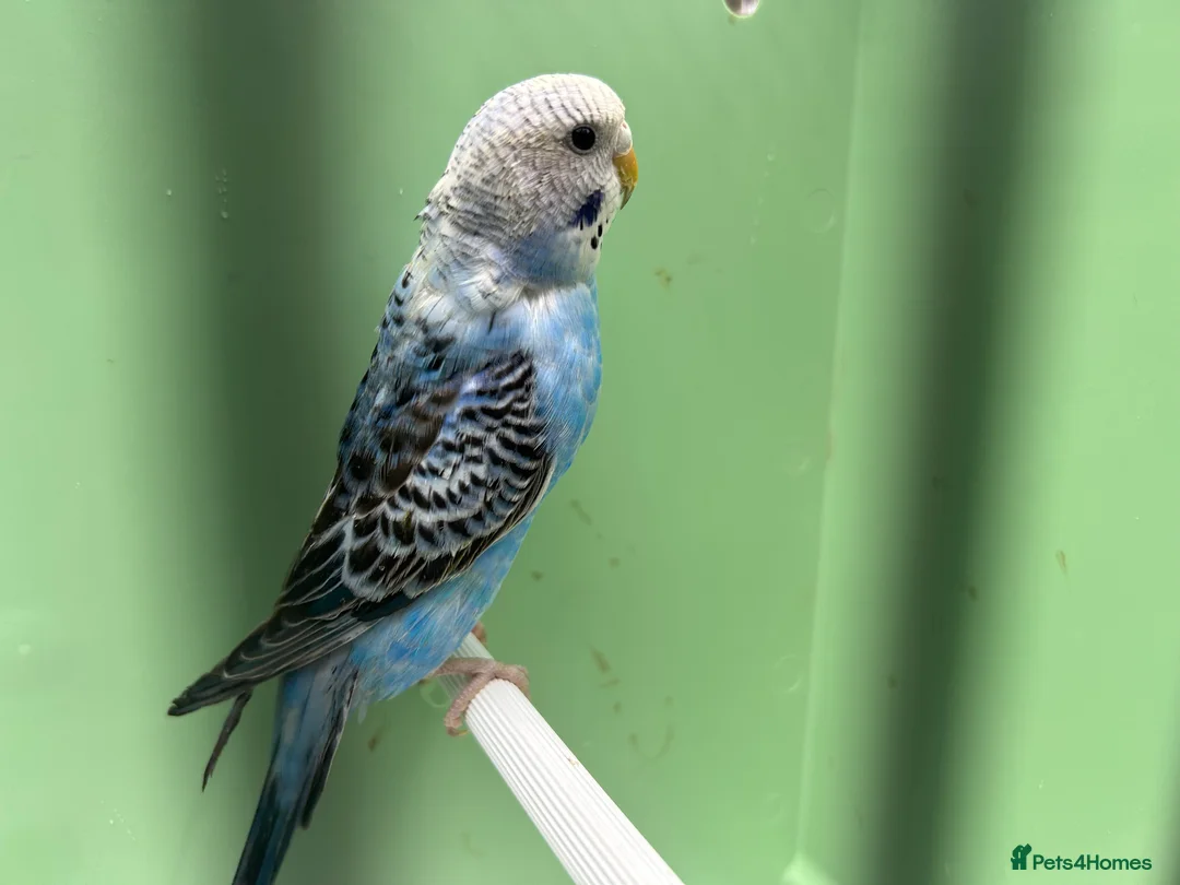 Budgerigars birds for sale: Budgies for Sale  - Advert 2