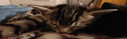 Mixed Breed cats for sale: Beautiful half Bengal kittens available - Advert 16