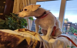 Mixed Breed dogs for adoption: Artemis - Fakenham Norfolk  - Image 10