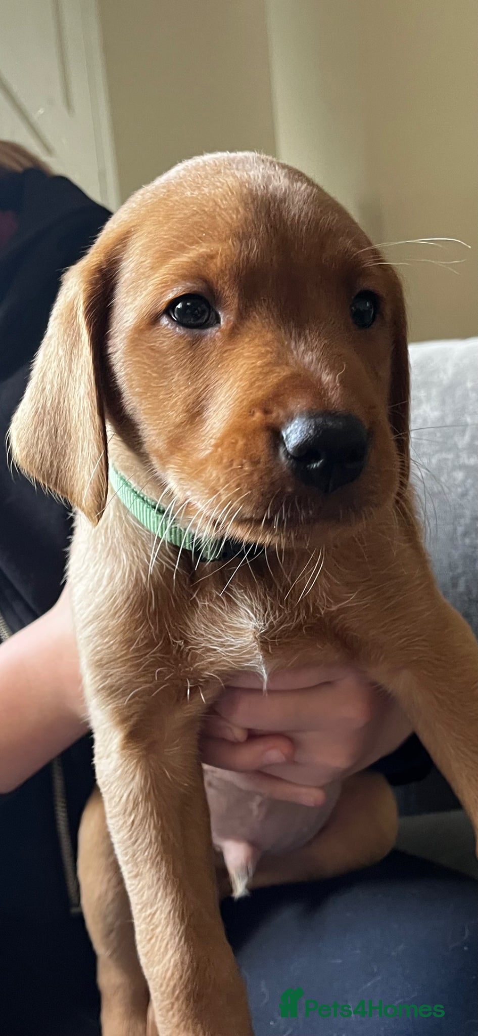 Labrador Retriever dogs Fox Red Labrador Puppies – only 3 males  - Advert 2