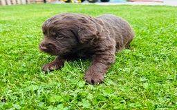 Labradoodle dogs for sale: Chocolate Merle Labradoodle Babies 🐾🐾🐾 - Image 12