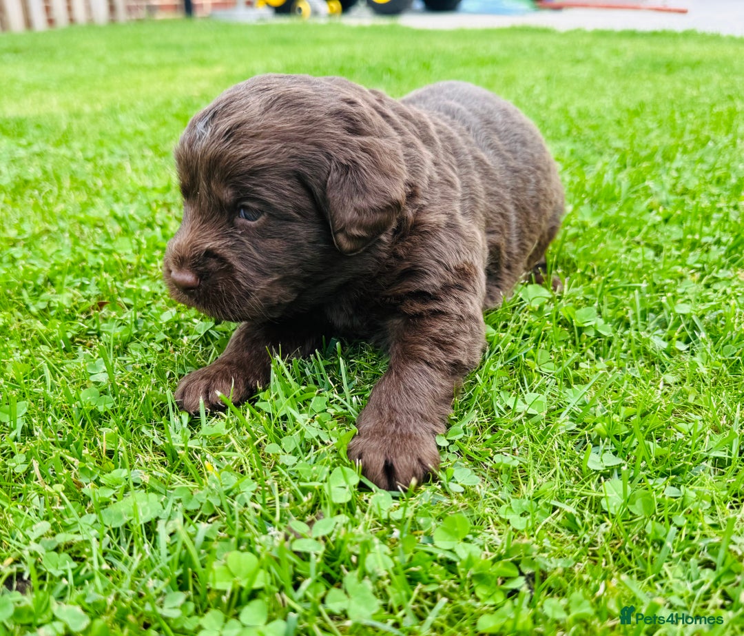 Labradoodle dogs for sale: Chocolate Merle Labradoodle Babies 🐾🐾🐾 - Image 12