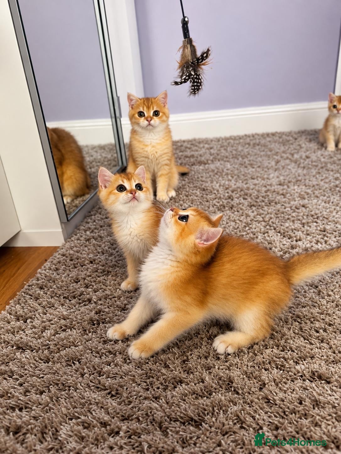 British Shorthair cats 🧡✨ BEAUTIFUL FLUFFY KITTEN – CHAMPION LINES ✨🧡 - Advert 2