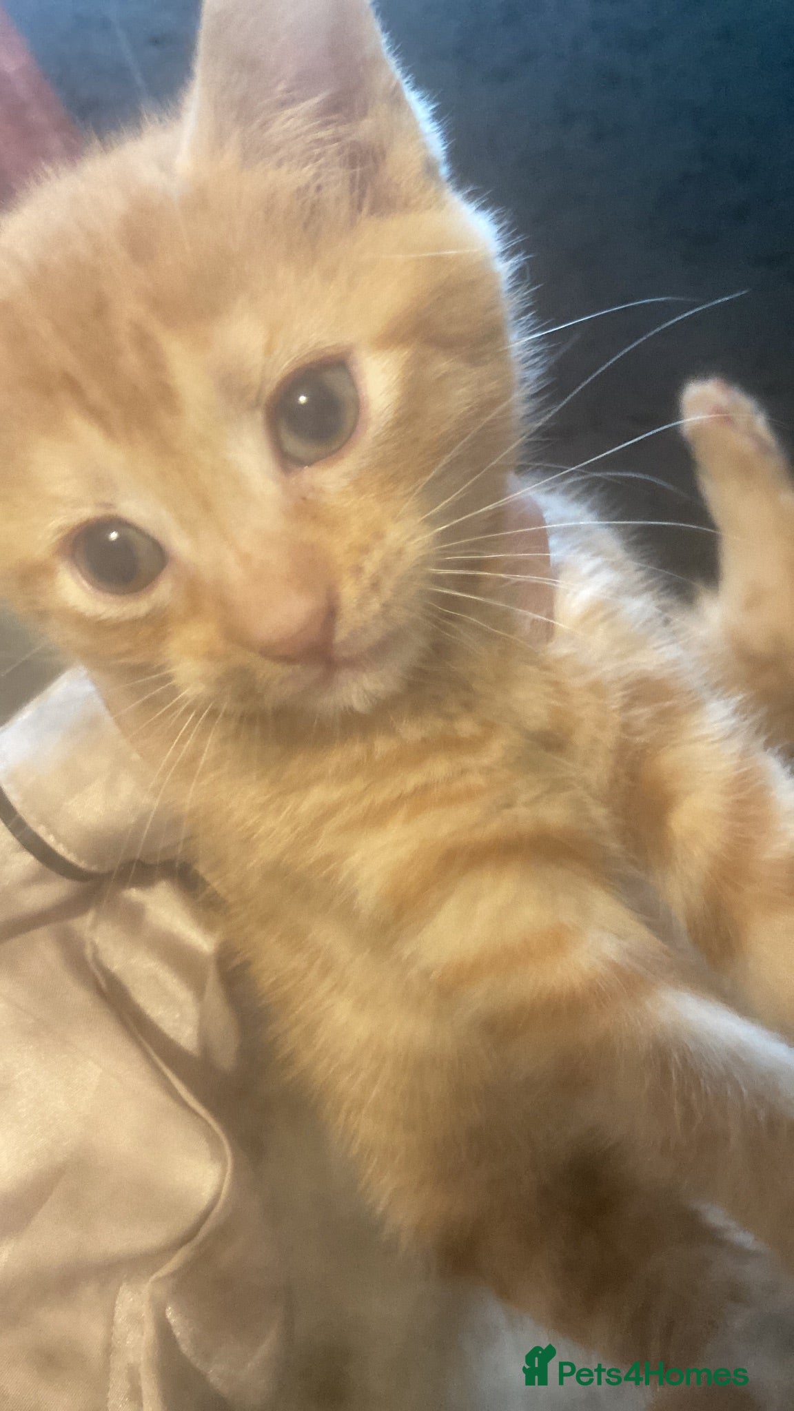 Mixed Breed cats Beautiful kittens - Advert 1