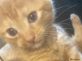 Mixed Breed cats Beautiful kittens ❤️ - Advert 4