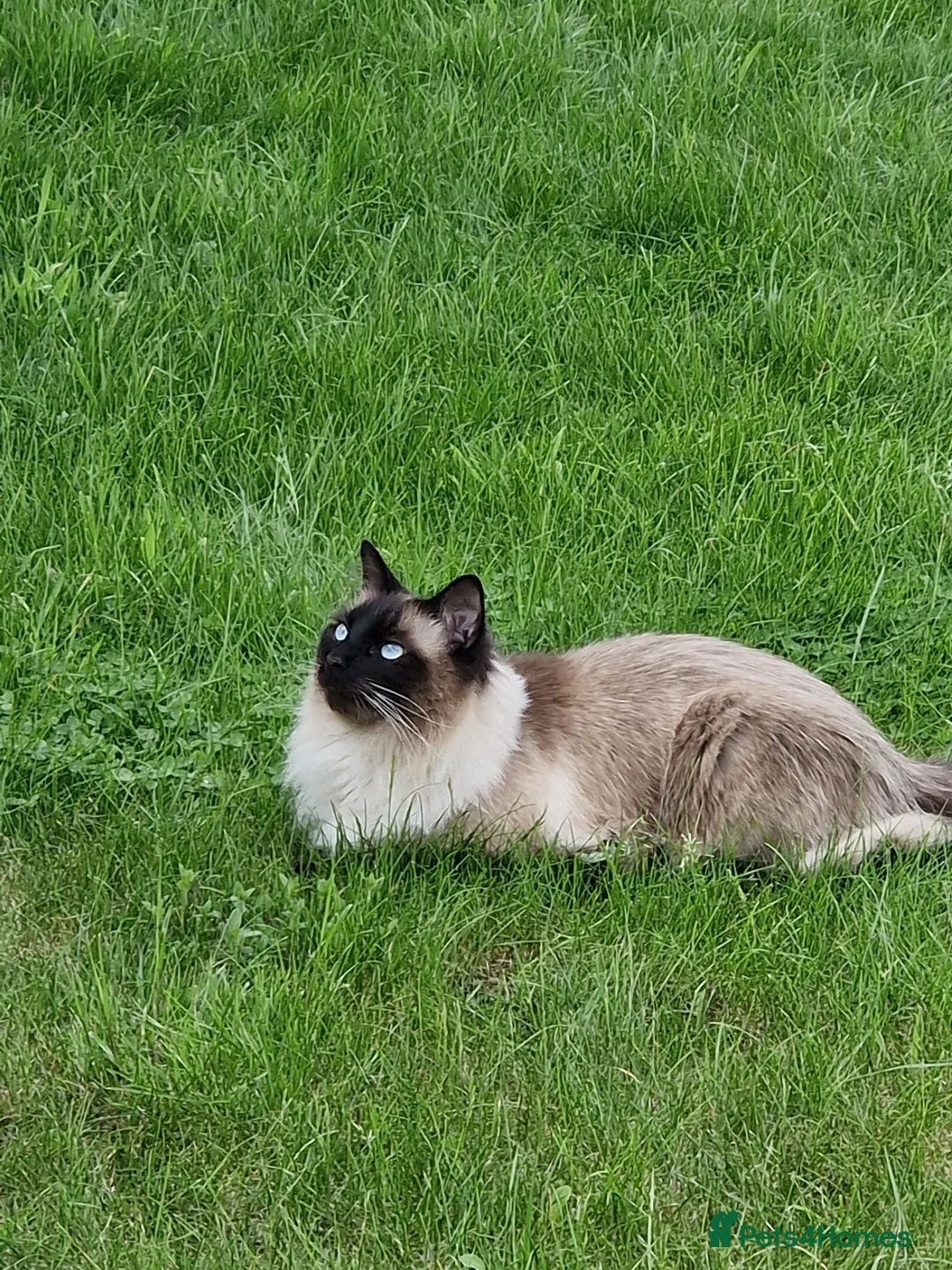 Ragdoll cats for sale: Male Ragdoll - Blu - Advert 1