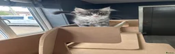 Maine Coon cats for sale: 3 beautiful boy Maine coon kittens  - Advert 6