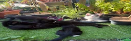 Mixed Breed cats for sale: Kittens  - Advert 4