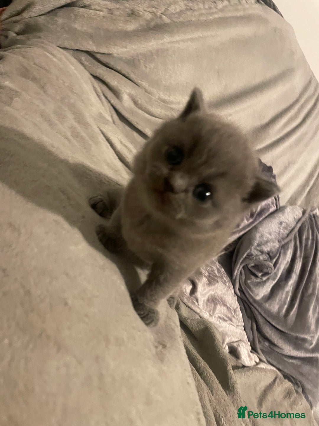 British Shorthair cats for sale:  Pedigree British shorthair kitten - Advert 8