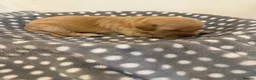 Goldendoodle dogs for sale: Ready to leave this week!! 1 girl left!!!  - Advert 22