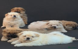 Chow Chow dogs for sale: 🧸🧸Beautiful litter of chow chow puppies🧸🧸 - Image 6