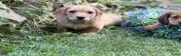 Mixed Breed dogs for sale: Two beautiful dachshund x schweenie  in Chester - Advert 10