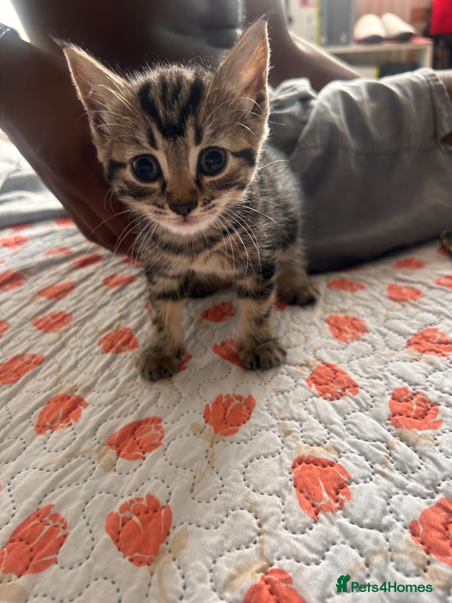 Mixed Breed cats Kittens  - Advert 2