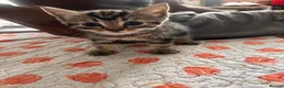 Mixed Breed cats for sale: Kittens  - Advert 1