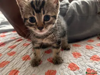 Mixed Breed cats Kittens - Advert 5