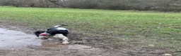 Cocker Spaniel dogs for stud: KC registered - Cocker Spaniel Stud - OTIS - Advert 4
