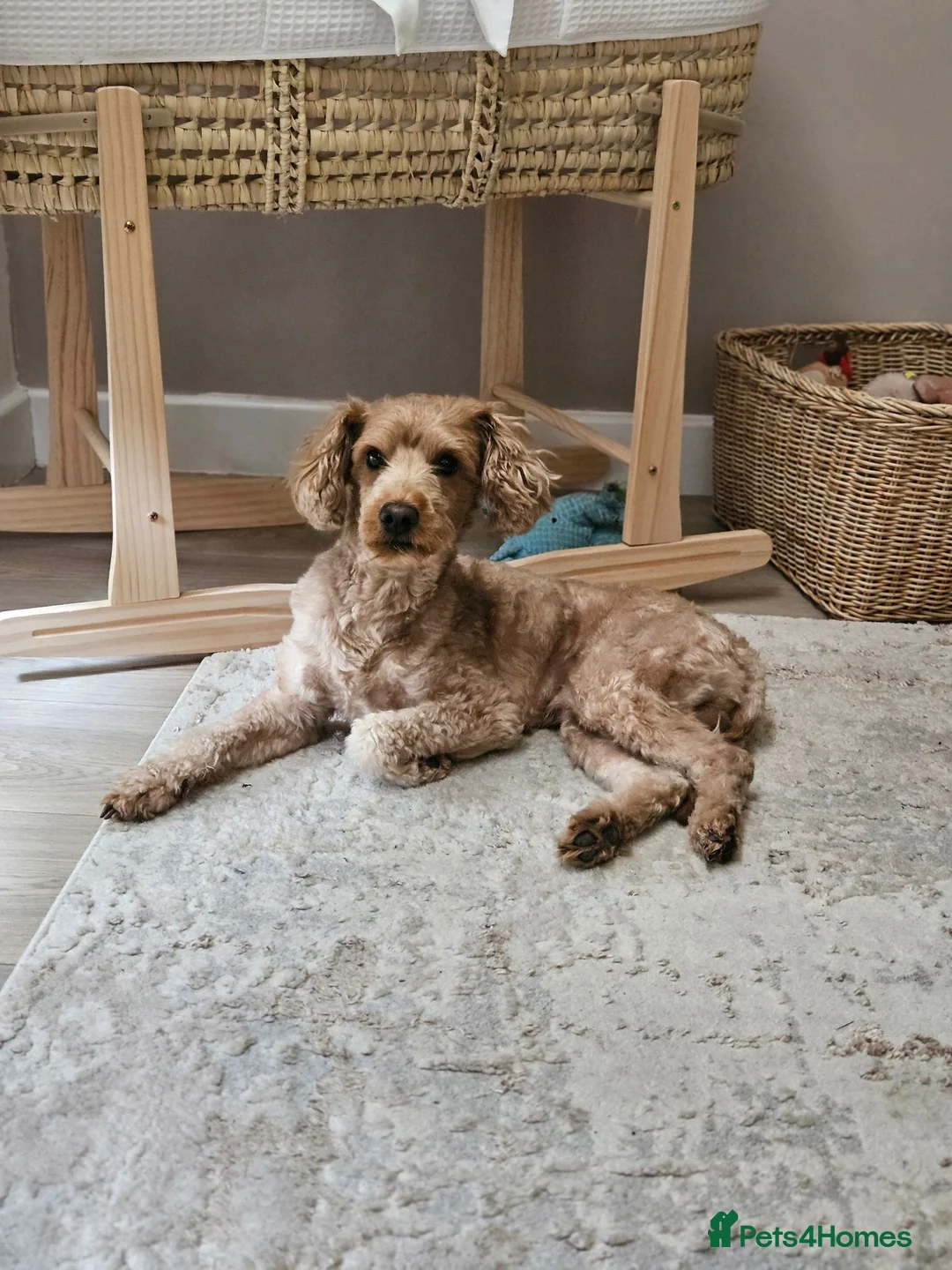 Yorkiepoo dogs for sale: Yorkiepoo for sale  - Advert 1
