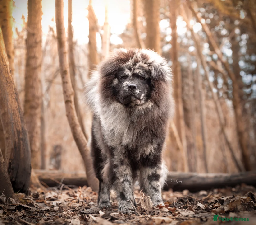 Chow Chow dogs for sale: Chow Chow Puppies  - Advert 1