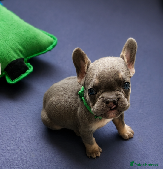 French Bulldog dogs 5 boys and 1 girl left. KC French Bulldog Puppies - Advert 2