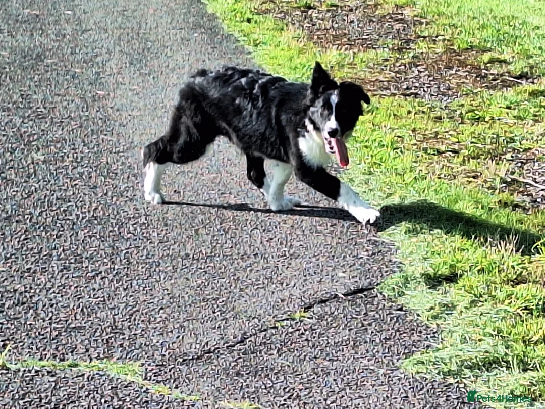 Border Collie dogs for stud: ISDS&KC Fully Tested Border Collie for Stud in Bicester - Advert 15