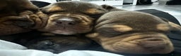 Mixed Breed dogs for sale: A beautiful litter of Rottweiler/staff/mastiffs - Advert 11