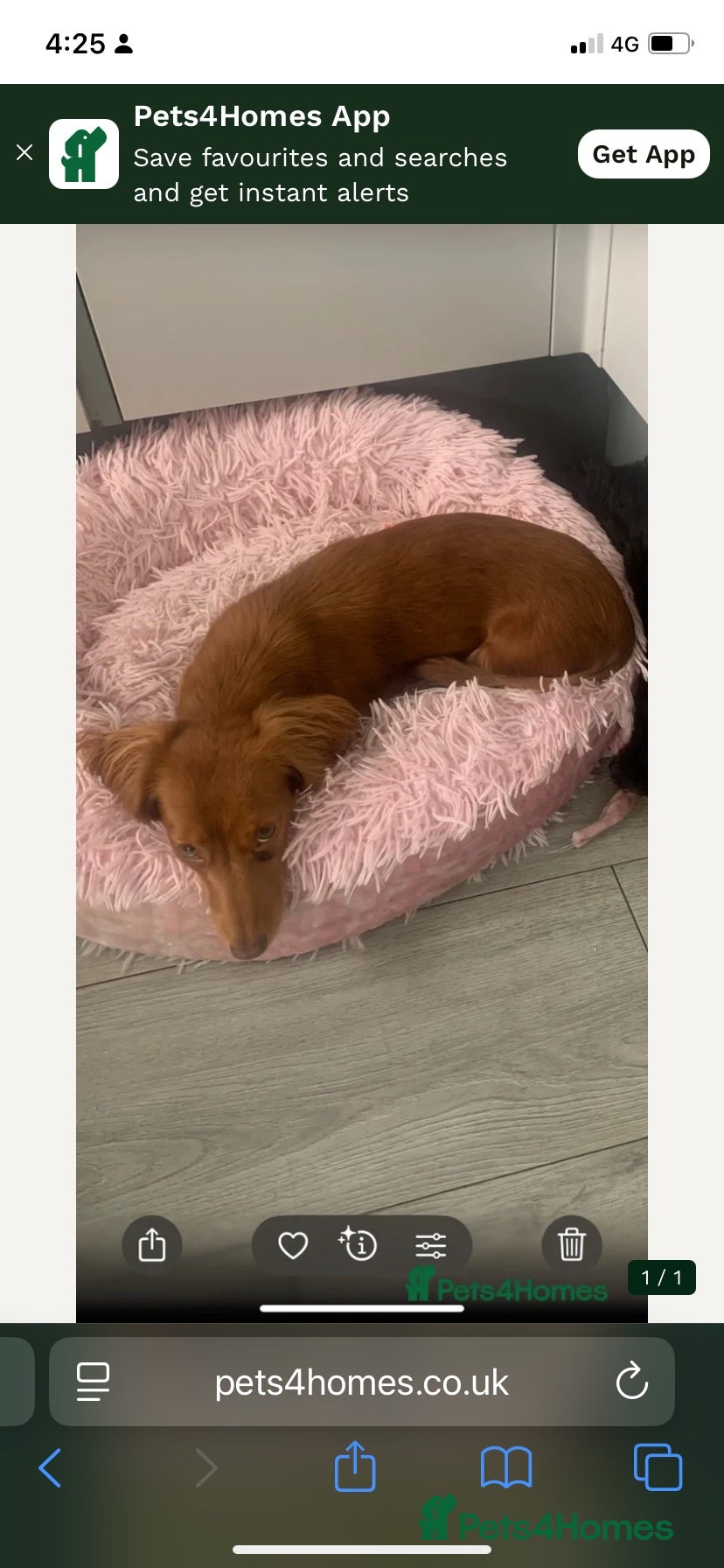 Dachshund dogs Minature long haired dapple dachshund  - Advert 13