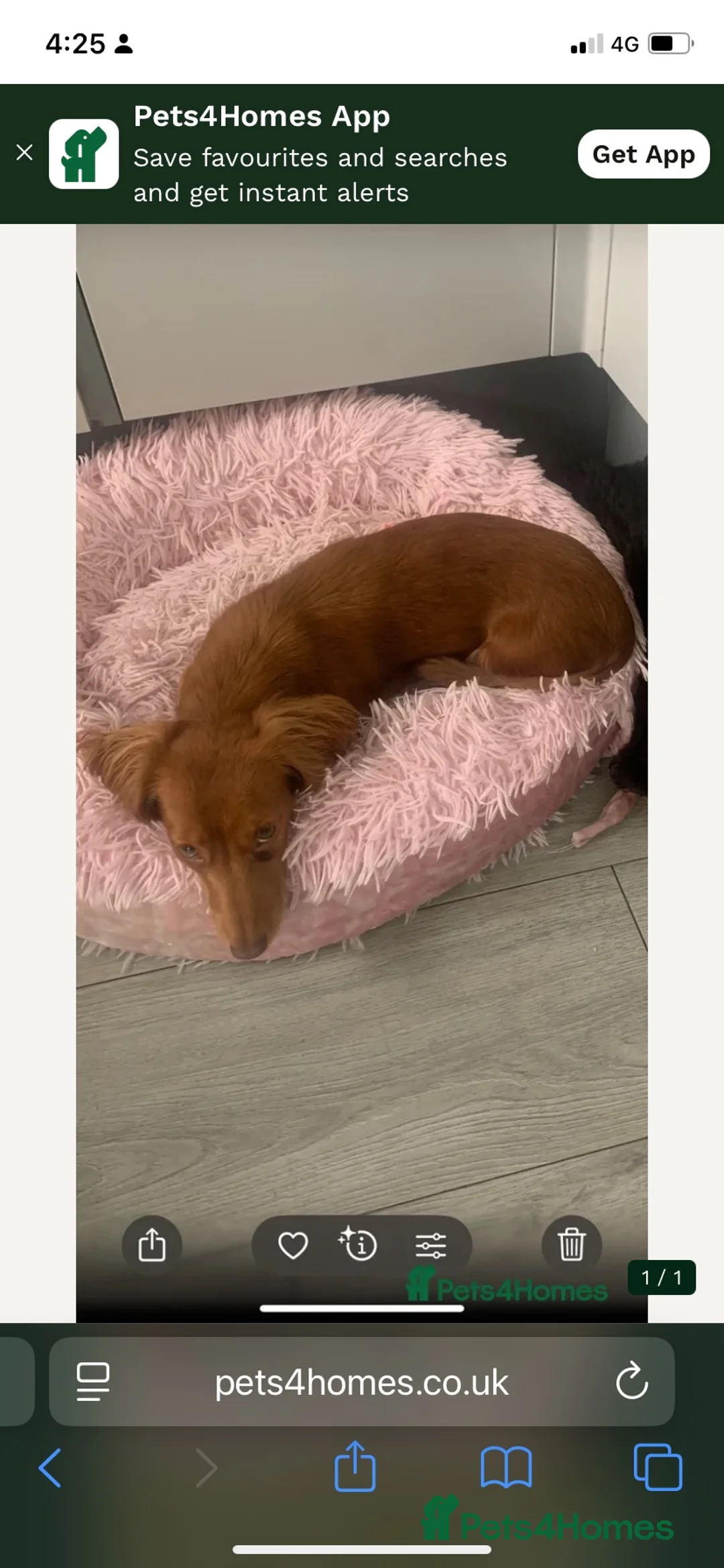 Dachshund dogs for sale: Minature long haired dapple dachshund  - Advert 1