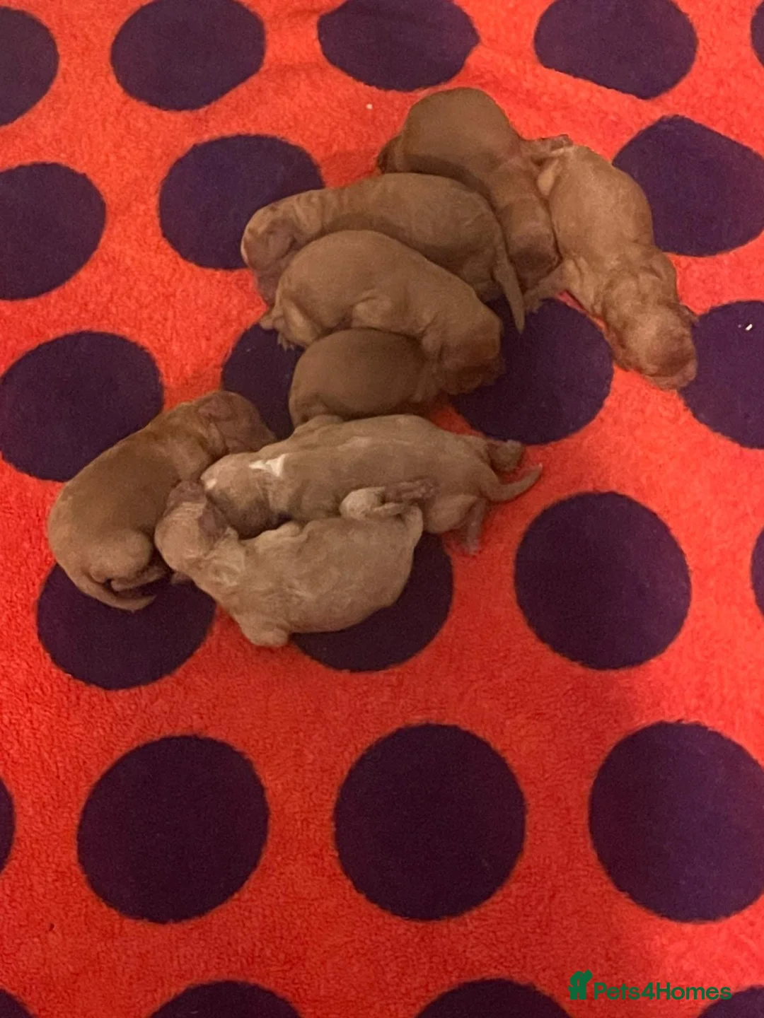 Toy Poodle dogs for stud: Kc health tested red toy poodle  - Advert 12