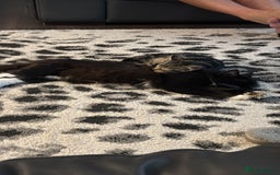 Maine Coon cats for sale: Two kittens one main cone cross and bsh cross  - Image 2